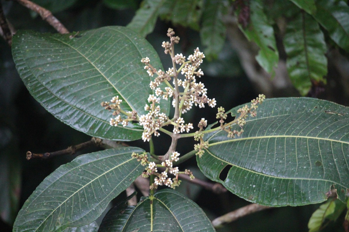 Miconia calvescens DC.